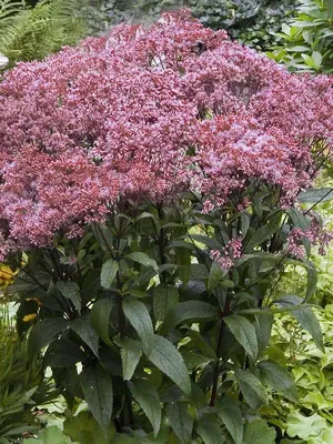 Link to Eupatorium Baby Joe