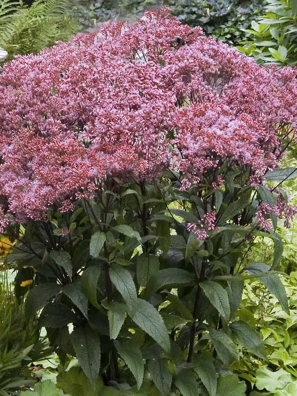 Eupatorium Baby Joe
