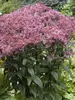 Eupatorium Baby Joe