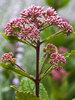 Eupatorium Baby Joe