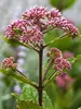 Eupatorium Baby Joe