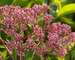 Eupatorium Baby Joe