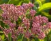 Eupatorium Baby Joe