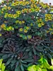 Euphorbia Blackbird