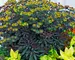 Euphorbia Blackbird