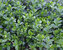 Euonymus Colorata