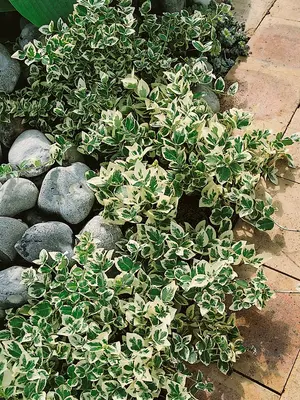 Link to Euonymus Emerald Gaiety
