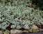 Euonymus Emerald Gaiety