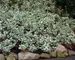 Euonymus Emerald Gaiety