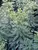 Euphorbia Glacier Blue