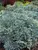 Euphorbia Glacier Blue