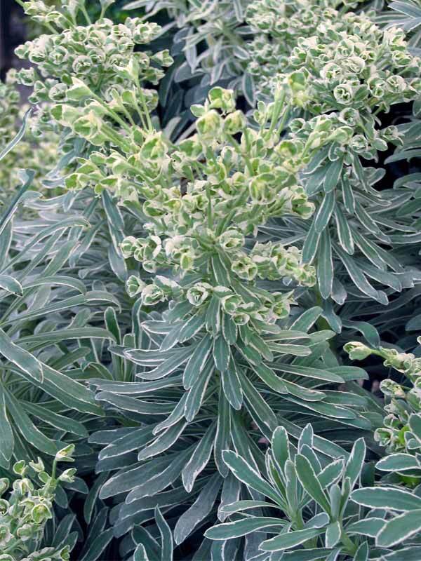 Euphorbia Glacier Blue