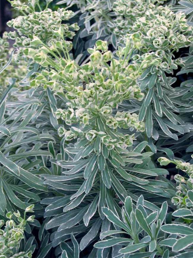 Euphorbia Glacier Blue