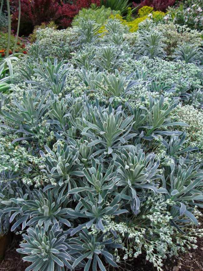 Euphorbia Glacier Blue Bluestone Perennials