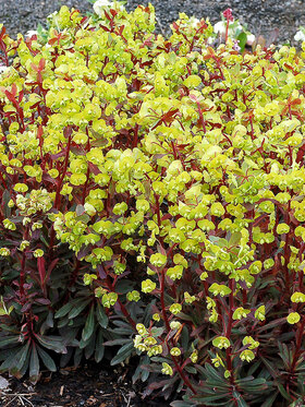 Photo of Euphorbia Golden Glory
