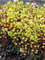 Euphorbia Golden Glory