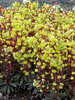 Euphorbia Golden Glory