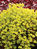 Euphorbia Golden Glory