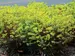 Euphorbia Golden Glory