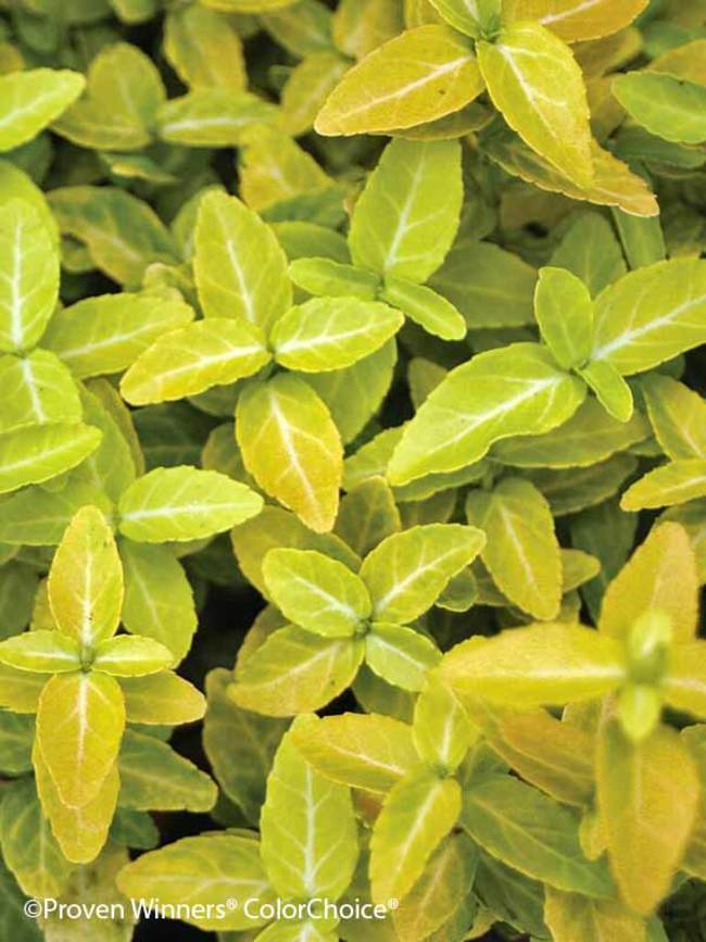 Euonymus Goldy