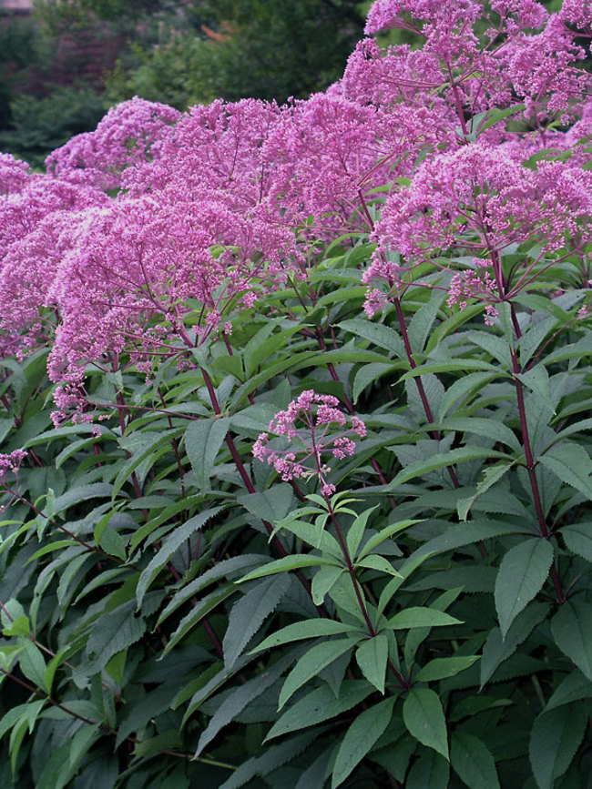 Eupatorium Gateway