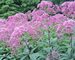 Eupatorium Gateway