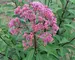 Eupatorium Gateway