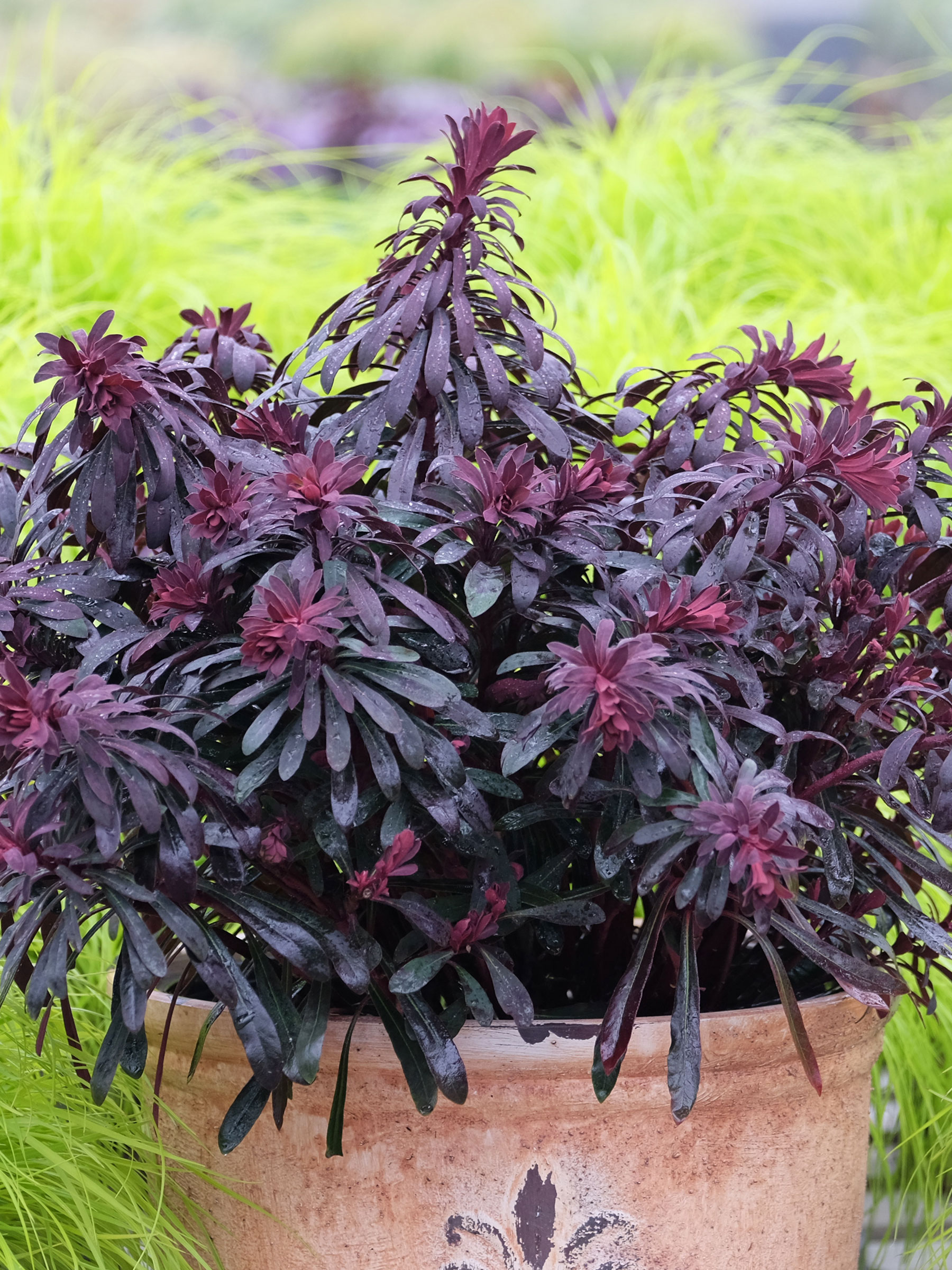 Euphorbia Miner's Merlot | Bluestone Perennials