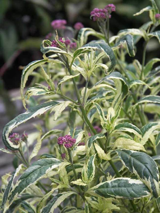 Eupatorium Pink Frost