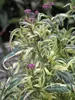 Eupatorium Pink Frost