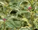Eupatorium Pink Frost