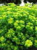 Euphorbia Polychroma