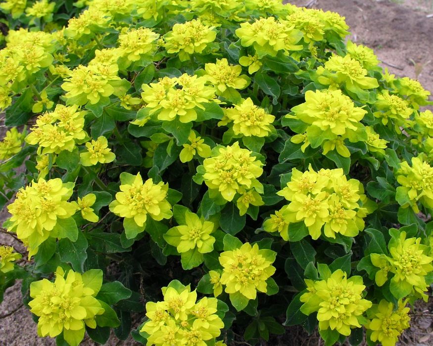 euphorbia-polychroma-bluestone-perennials