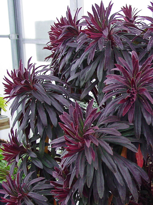 Euphorbia Walberton's Ruby Glow