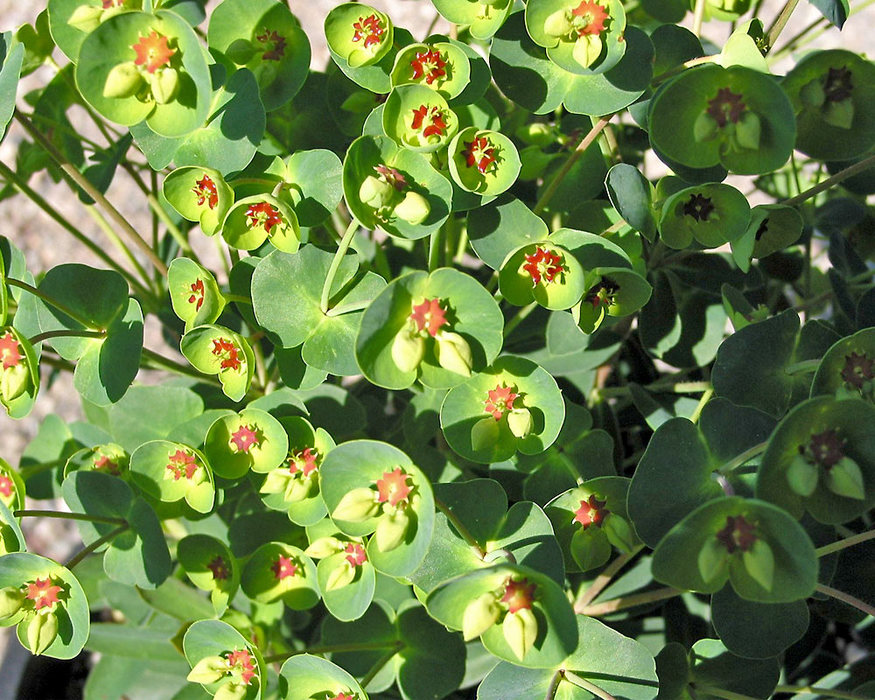 Euphorbia Tiny Tim Bluestone Perennials