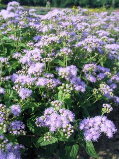 Eupatorium