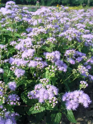 Link to Eupatorium Wayside