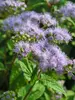 Eupatorium Wayside
