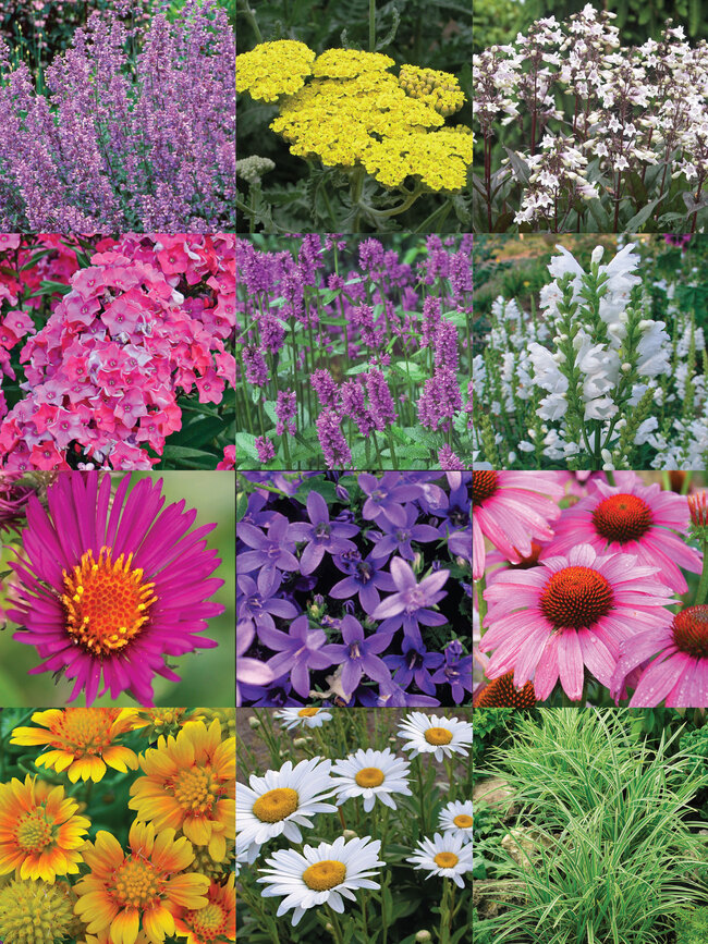 Expandable Border Garden Bluestone Perennials