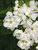 Exochorda Snow Day Blizzard