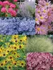 Colorful Fall Garden