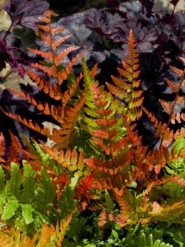 Image of Autumn fern shade loving perennial