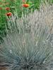 Festuca Boulder-Blue