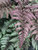Fern Japanese-Painted-Fern-Burgundy-Lace