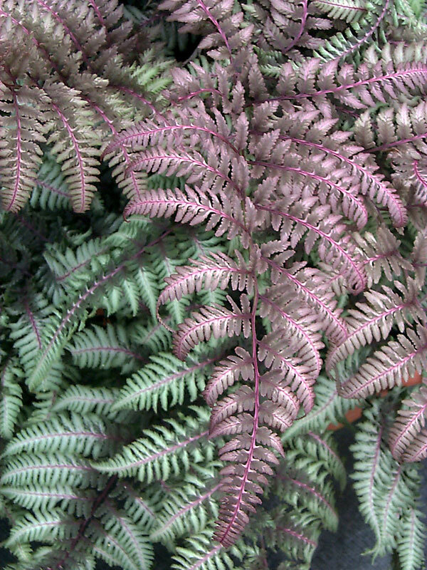 Fern Japanese-Painted-Fern-Burgundy-Lace