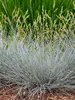 Festuca Blue Whiskers