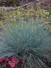 Festuca Blue Whiskers