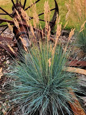 Link to Festuca Cool As Ice