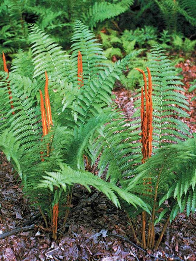 Image of Cinnamon fern plant