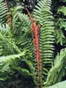 Fern Cinnamon